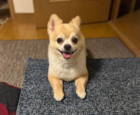 HUGBOX（ハグボックス）を始める前の元気がない頃のテツくんの写真